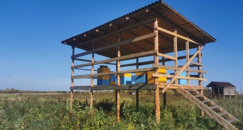  В Коми создают уникальную пасеку за полярным кругом