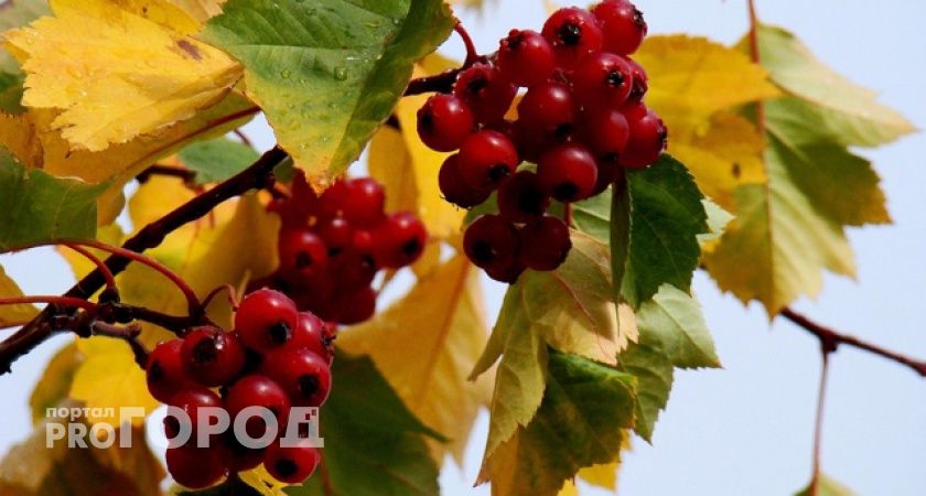 В Коми потеплело: 2 октября синоптики обещают +10 градусов 