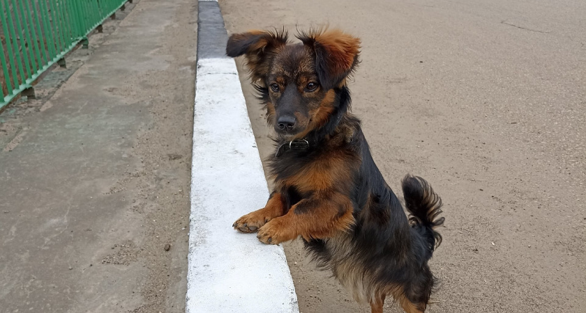 Не грызут мебель и не воняют псиной: три самые аккуратные породы собак - идеальны для квартиры