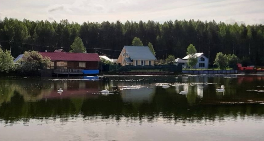 Это дерево «выпьет» вашу выгребную яму за три глотка: посадил и забыл про откачку навсегда