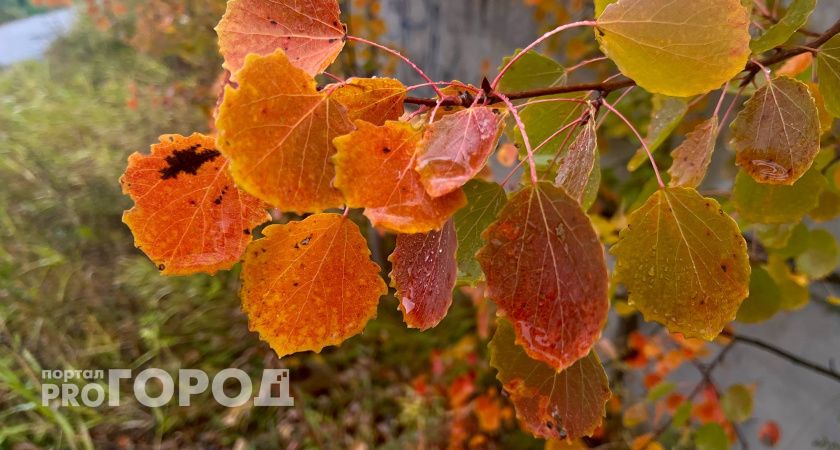 В Коми 5 октября придут ночные заморозки 