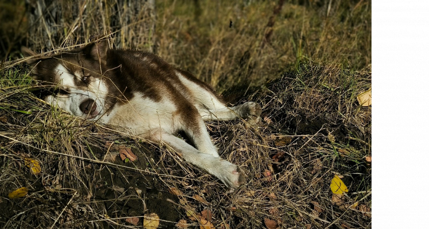 Собака молча умоляет о помощи: 5 неочевидных сигналов, которые хозяева списывают на усталость