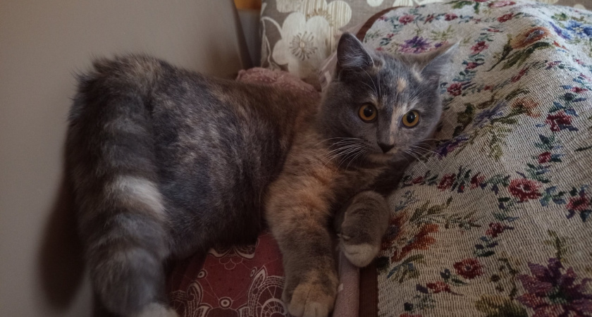 Секретное средство против запаха кошачьей мочи, о котором молчат даже ветеринары!