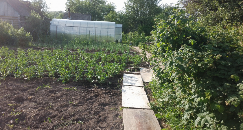 Вношу эти удобрения осенью — и к весне почва становится жирной и плодородной. Совет агронома с 30-летним стажем
