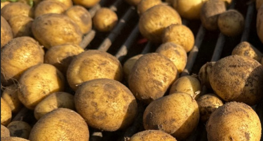 В Коми аграрии успешно завершают полевой сезон