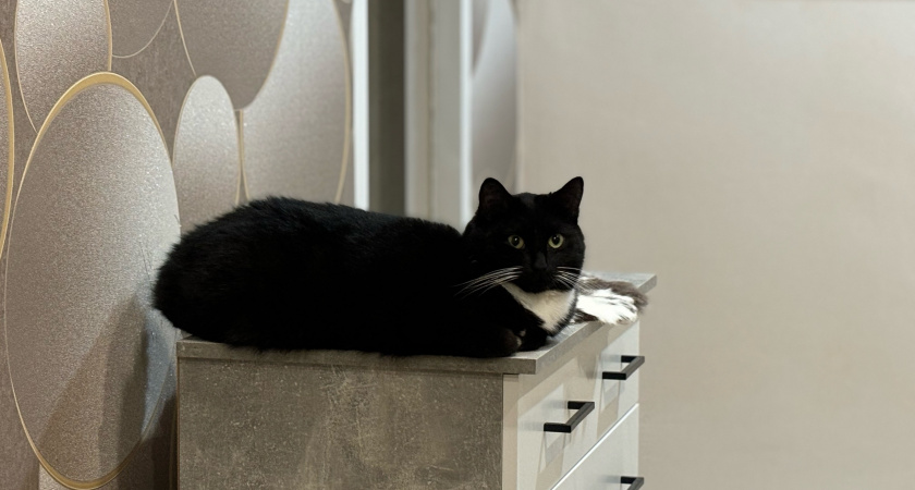 Как кошки выбирают, с кем спать из хозяев и что влияет на их решение?