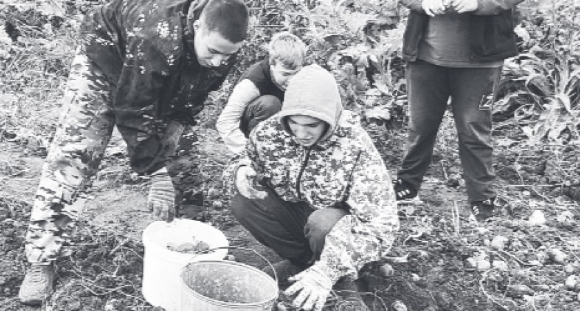 В Коми школьники собрали урожай картофеля для своей столовой