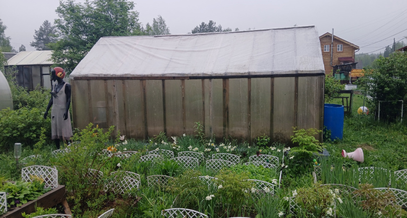 Толпа китайцев стояла у бабушкиного огорода и требовала продать им сорняк: "русское чудо", которое в России мало кому нужно