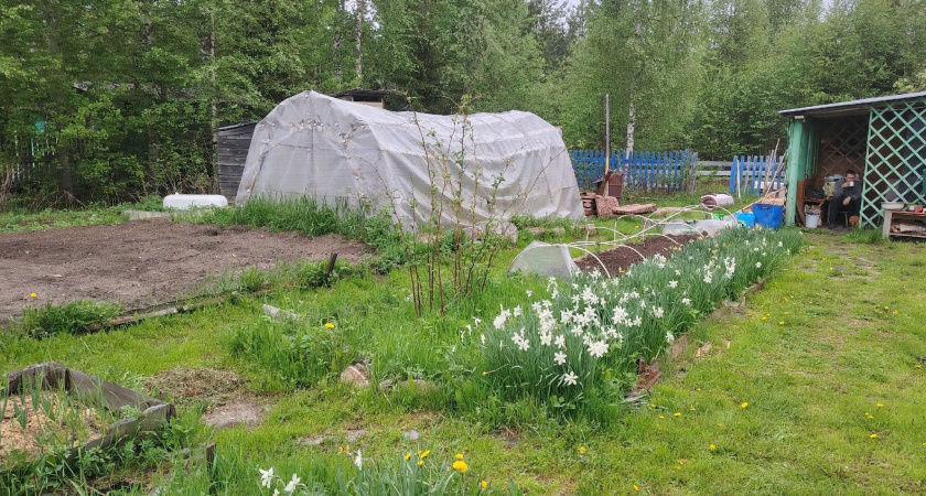 Осенью вместо горчицы сею этот супер сидерат - проволочника и фитофтору счищает вмиг: после картошки и томатов идеально