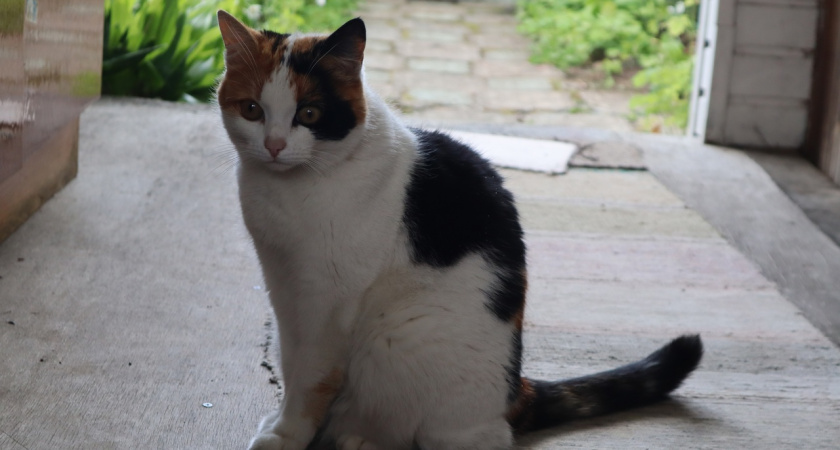 Милые на вид, беспощадные на деле: кошки, которые работают лучше капканов — ни одна крыса не сбежит