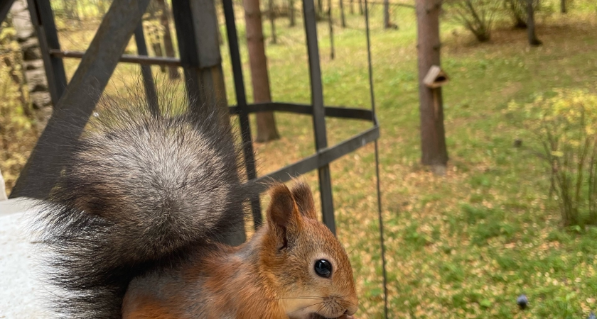 В Сыктывкаре белки придумали схему «халявного» пропитания