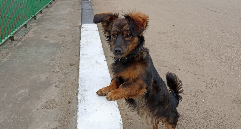 Выгул собак в Коми подорожал в два раза