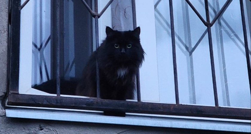 Как по поведению кошки понять, что дома столько негатива, что надо бежать из него без оглядки