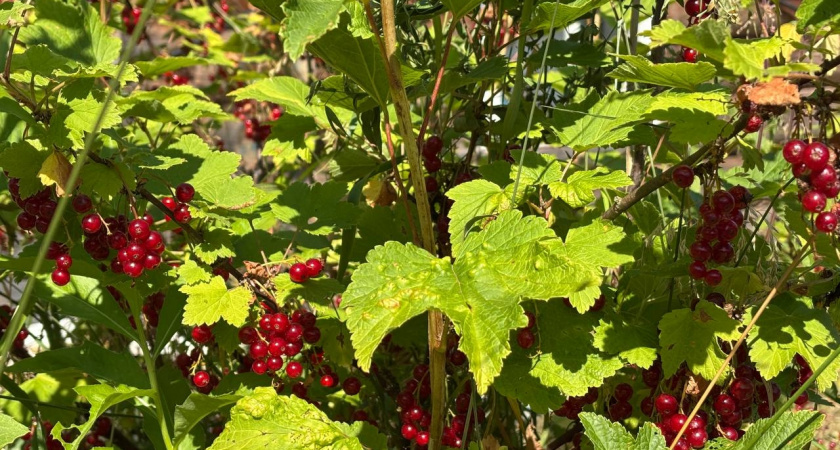 Посадила их рядом со смородиной, а она начала нестись как угорелая — кучу компотов наварила и даже дочке отдала