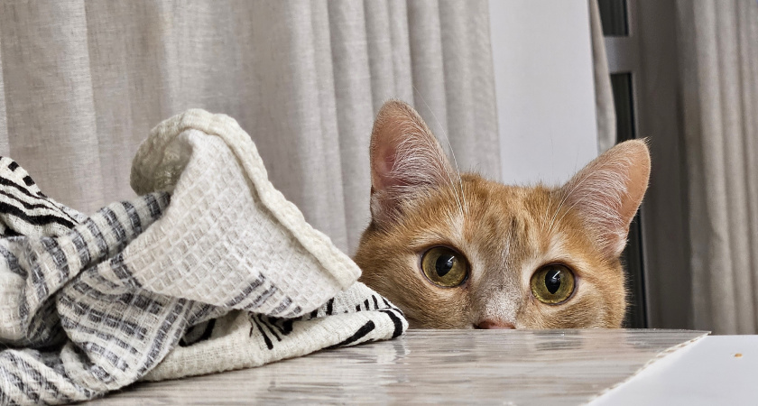 Когда кошка видит в вас маму: 7 кошачьих сигналов, что вы не просто человек, а родитель