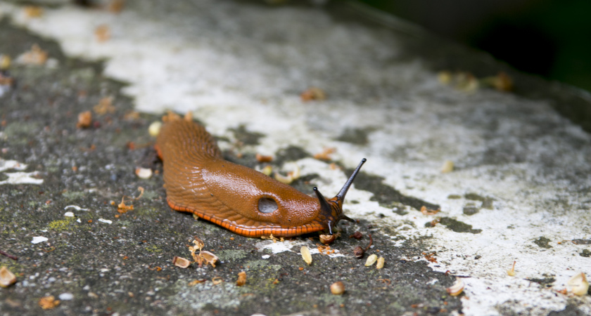 Прожорливые слизни на моем участке не зимуют: выгоняю вредителей в октябре простыми способами и почти бесплатно