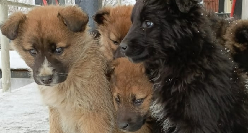 8 пород собак, которые не пахнут: идеальны даже для небольшой квартиры и не вызывают аллергию