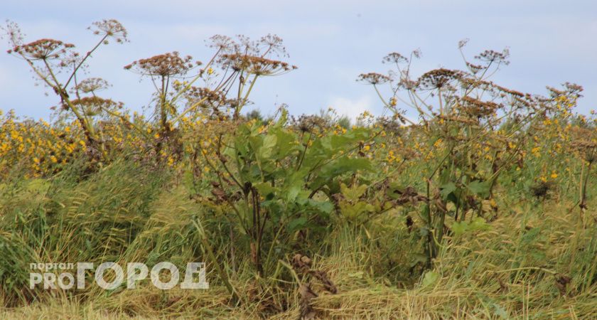Жительница Сыктывкара избавила свой участок от борщевика по требованию Россельхознадзора