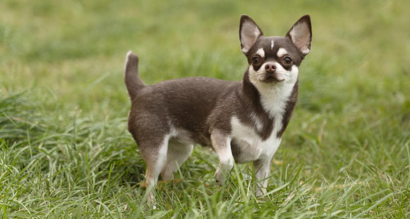 Не "чих" и не "чишка": как на самом деле величать детеныша чихуахуа и почему эта порода вообще так называется