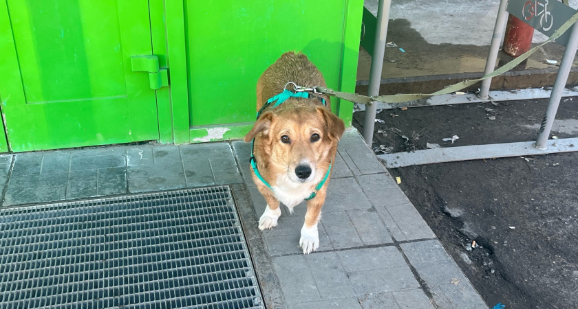 Не грызут мебель и не воняют псиной: три самые аккуратные породы собак - идеальны для квартиры