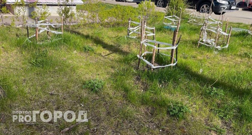Школы Сыктывкара расцветут: в 2026 году стартует "муниципальный проект" по озеленению