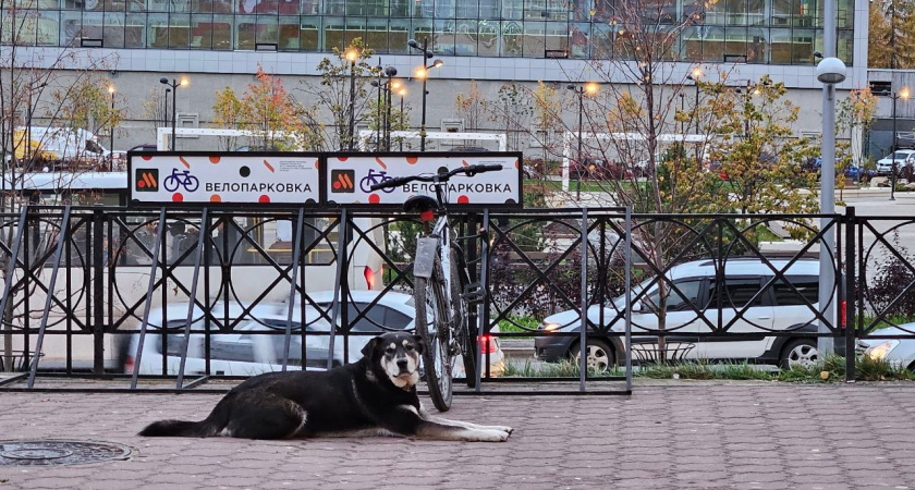 Любят своих хозяев до беспамятства: 4 породы собак, которые будут с вами везде
