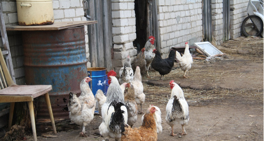 Ставим 1 блестящий предмет в курятник – и несушки забудут про осень: несутся активнее, чем летом