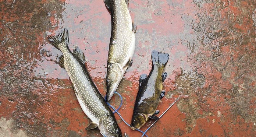 Как убрать запах рыбы после готовки: 10 секретных хитростей для свежести на кухне