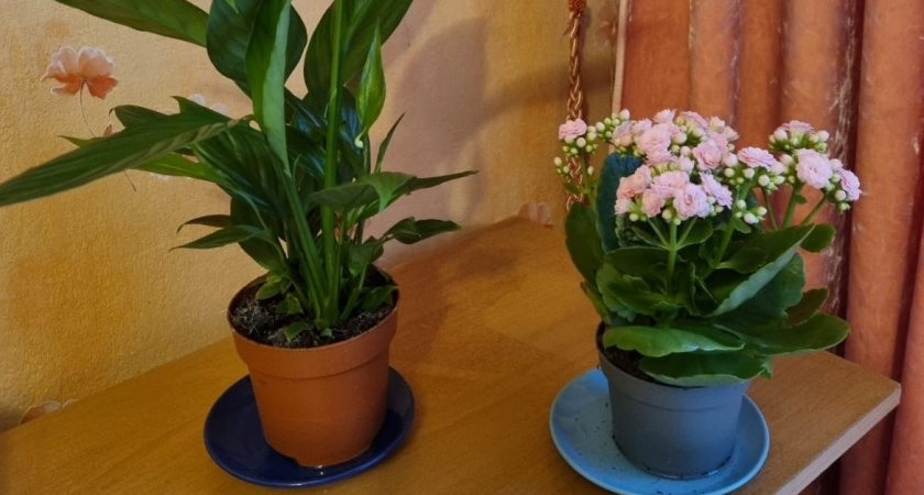 Поливаю герань настоем трав — и даже самые капризные комнатные растения цветут обильно и ярко