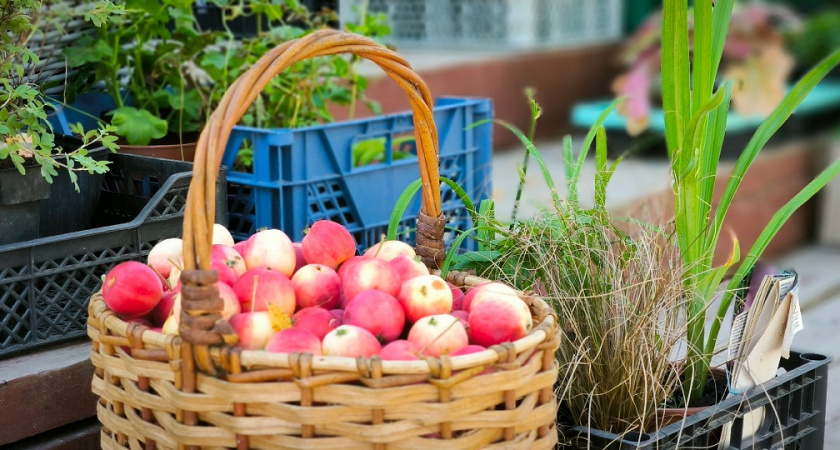 Грибковый апокалипсис: как опавшие осенью яблоки могут испортить весь сад весной