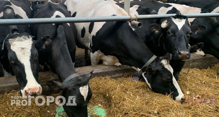 В одном из районов Коми проект по развитию мясного животноводства получил господдержку