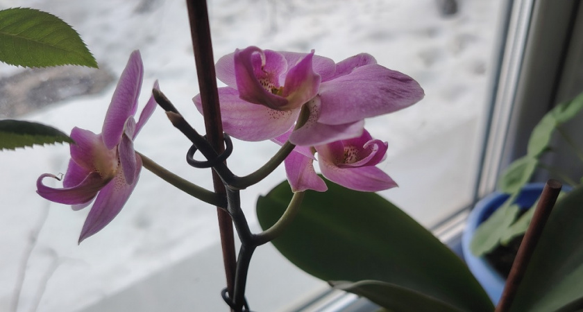 Цветы-вампиры: 10 ядовитых комнатных растений, которые нельзя держать в квартире