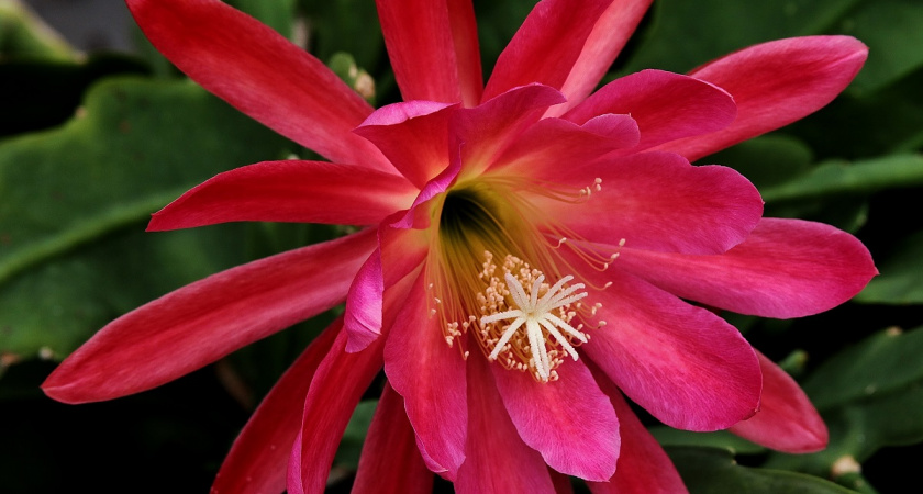 Декабрист сидел без цветов – сделала «пшик», и бутонов тьма: даже жухлый куст разрастется буйным цветом