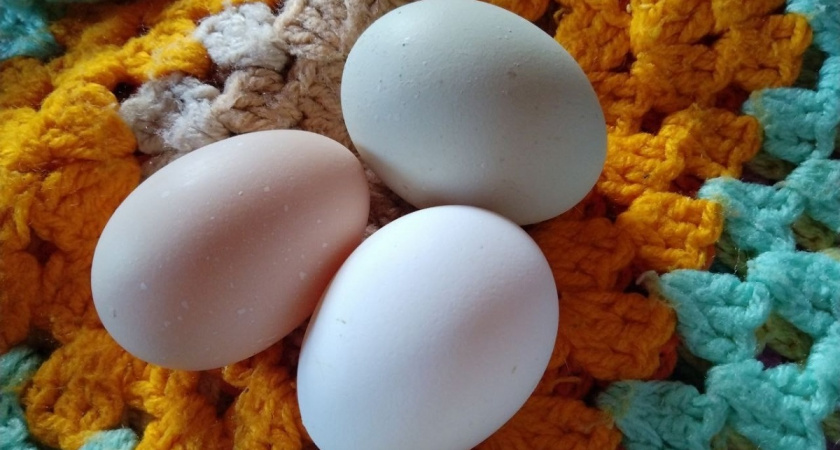 Всю жизнь чистил яйца не правильно: жена-повар показала, секрет, чтобы скорлупа сама отходила от белка