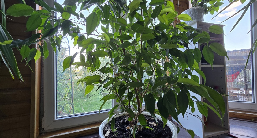 Не только для утра: как остатки кофе превращают обычные растения в пышные и здоровые - буйное цветение гарантировано