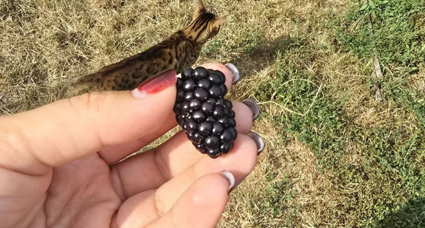 Если ежевика не вызревает: причина может быть только одна - спасаем куст в октябре