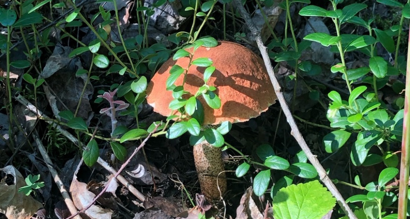 В нашем лесу завёлся необычный гриб: во Франции считается одним из самых дорогих и вкусных