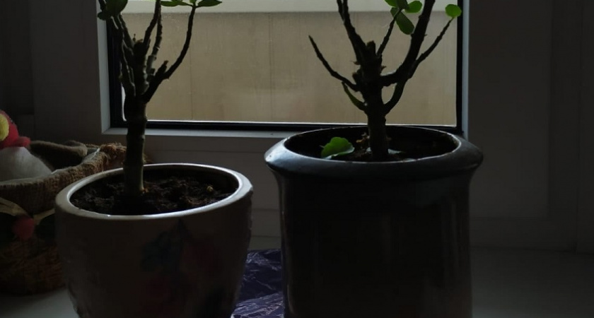 1 гр. в литр воды – и декабрист начнет пулять бутонами без остановки: матерый садовод раскрыл лайфхак