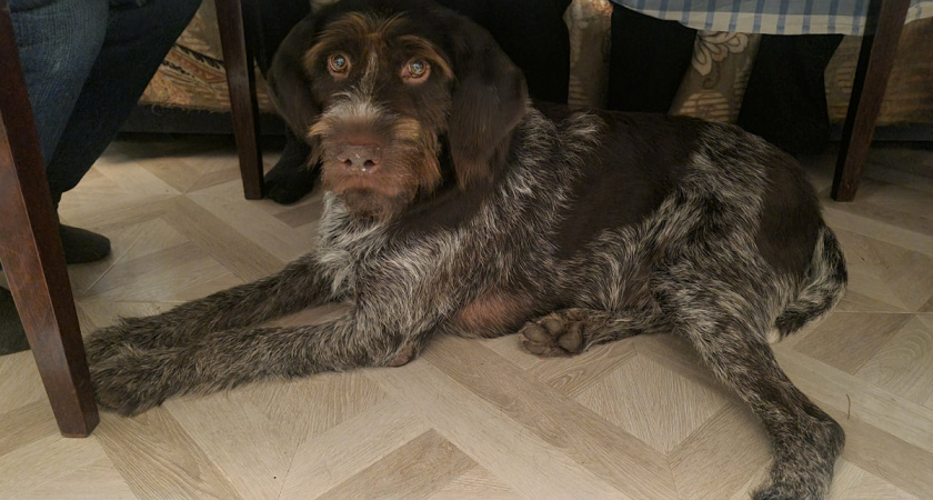 Заводчики не расскажут: проблемы со здоровьем 10 популярных в России пород собак, с которыми столкнутся владельцы