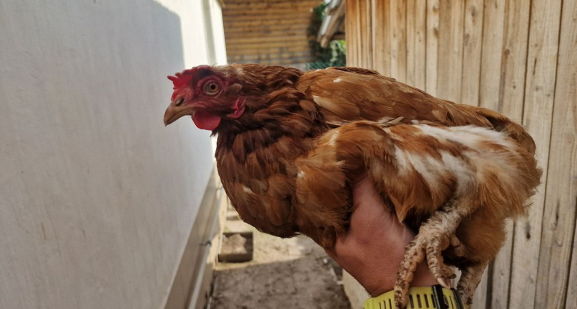 Почему куры лысеют на спине и сзади: как лечить - совет знакомого птицевода