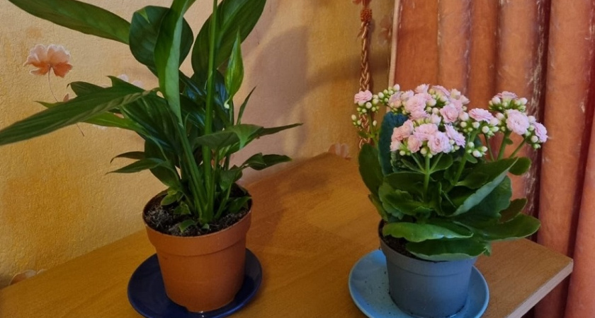 Каланхоэ так и не порадует цветением, если не воспользоваться одной простой хитростью