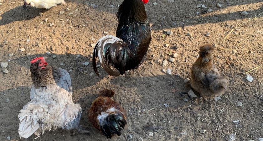 Яйца без петуха и с петухом чем отличаются - разница во вкусе и питательности