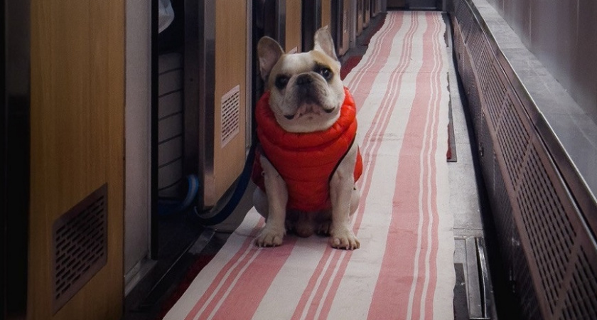 Эти породы собак, пахнут сильнее остальных -  лучше не держать в квартире