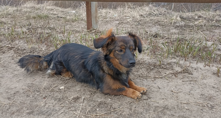 «Не подходи ко мне»: ситуации в которых человек ошибочно принимает поведение собаки за обиду