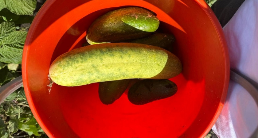 В ноябре открываю сезон выращивания огурцов на подоконнике: свежие овощи к новогоднему столу - делюсь простым методом