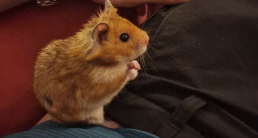 Мышиное нашествие прекратится: 5 способов избавления от грызунов эффективно и быстро