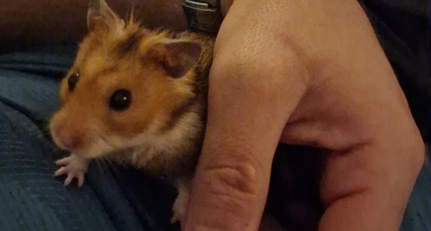 Останавливаю мышиный террор за 3 дня проверенными методами. В октябре грызуны сбегут из дома массово