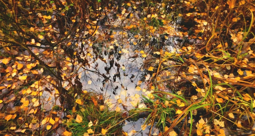 В Коми 27 октября придут дожди и минусовые температуры