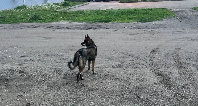 Ученые назвали животное умнее собак: вот кто умнее наших питомцев