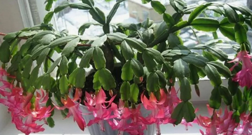 Три простых приема — и дохлый декабрист выпустит цветы: как заставить ленивую и чахлую шлюмбергеру цвести зимой